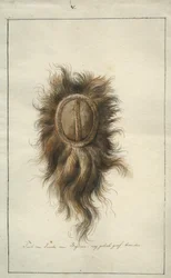 The Headdress of Jacoba van Beieren